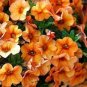 200 Seeds Apricot Punch Calibrachoa Organic Petunia