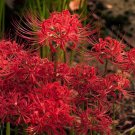 10 Seeds Lycoris Species of Fresh Bulbs Garden Plants Potted