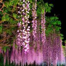 100 Seeds Ture Heirloom Pink Wisteria Flower