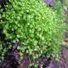 50 Seeds Mentha Requienii Seeds Mint Plant Bonsai Flower