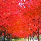 20 Seeds Japanese Red Maple Tree