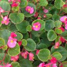Begonia 100 Seeds