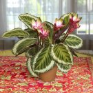 50 Seeds Rare Calathea Air Freshening Plants Beautiful Flowers
