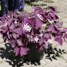 100 Seeds Red Oxalis Wood sorrel Flower Oxalis Purple Shamrock