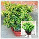 100 Seeds Aglaia Odorata Bonsai Rare Balcony Potted Plant