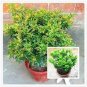 100 Seeds Aglaia Odorata Bonsai Rare Balcony Potted Plant