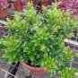 100 Seeds Aglaia Odorata Bonsai Rare Balcony Potted Plant