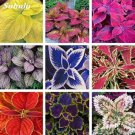 100 Seeds Coleus Bonsai Rare Coleus Blumei Rainbow Mix Color Flower