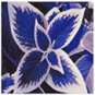 100 Seeds Coleus Bonsai Rare Coleus Blumei Rainbow Mix Color Flower