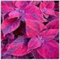 100 Seeds Coleus Bonsai Rare Coleus Blumei Rainbow Mix Color Flower
