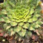 100 Seeds Oxalis palmifrons Bonsai Rare Flower Bonsai Perennial Indoor Flowering Pot Plants