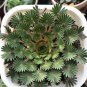 100 Seeds Oxalis palmifrons Bonsai Rare Flower Bonsai Perennial Indoor Flowering Pot Plants