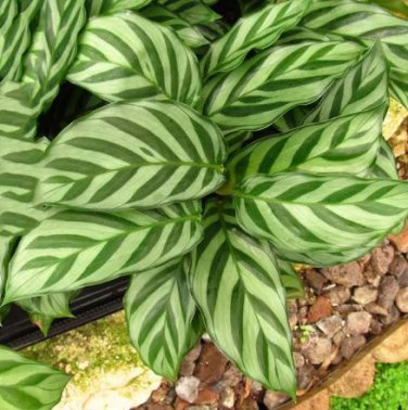 100 Seeds Potted Flowers Calathea