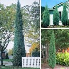 50 Seeds Pencil Point Juniper