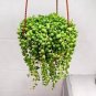 100 Seeds Gardem Beads Senecio Rowleyanus Bonsai Pearl Chlorophytum Succulent Plants