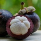 50 Seeds Mangosteen Tropical Sour Sweet Fruit Garden Plants Tree Bonsai