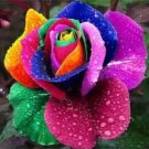 50 Seeds Rarest 'Rain Rainbow' Colorful Rose Seedling Flower