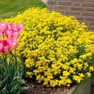 100 Seeds Creeping Thyme Seeds Yellow Rock Cress Seeds Perennial Ground cover flower