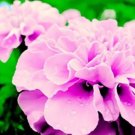 200 Seeds Rose Pink Color French Marigold