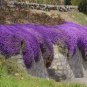 250 Seeds Cascade Purple Aubrieta Flower