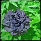 5 Seeds Super Black Tree Peony