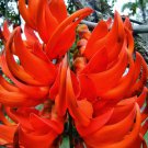 5 Seeds Rare Heirloom Mucuna Blue Red Black Jade Vine Bonsai