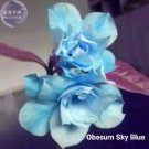 2 Seeds Adenium Sky Blue Petal Flower