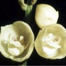 100 Seeds Peristeria elata Holy Ghost Orchid Dove Orchid flor del Espiritu Santo