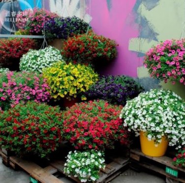 200 Seeds Kabloom Calibrachoa Mixed Bonsai Hanging Petunia
