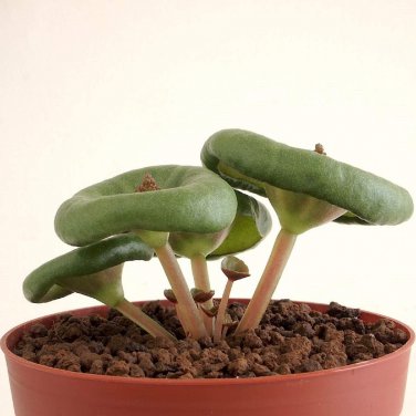 100 Seeds Fresh Real Crassula Umbella Semillas Bonsai Succulents Plant