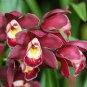100 Seeds Rare Cymbidium Orchid Plant African Cymbidiums Flores