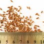 10 Seeds Goden Years Appleblossom Geranium Flowers