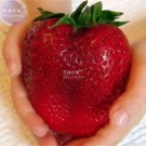 100 Seeds Rarest Heirloom Super Giant Japan Red Strawberry Organic