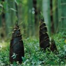 30 Seeds China Moso Bamboo Shoots Tasty Vegetable