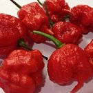 10 Seeds Rare Carolina Reaper Chili Pepper