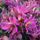 100 Seeds Alstroemeria Peruvian Lily Alstroemeria Inca Bandit- Princess lily bonsai
