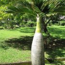 20 Seeds Exotic Bottle Palm
