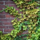 100 Seeds Boston Ivy Outdoor Creepers Plant
