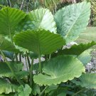 20 Seeds Green Giant Taro Indoor