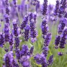 100 Seeds English Lavender Hidcote Lavandula angustifolia
