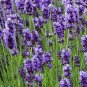 100 Seeds English Lavender Hidcote Lavandula angustifolia