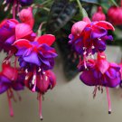 100 Seeds Double Petals Fuchsia Flower Bonsai Potted Plants Hanging Fuchsia Flowers