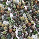 10 Seeds Mix Cactus Echinopsis Tubiflora Ball Cactus Perennial Succulent Plants Bonsai