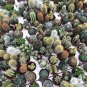 10 Seeds Mix Cactus Echinopsis Tubiflora Ball Cactus Perennial Succulent Plants Bonsai