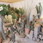 10 Seeds Mix Cactus Echinopsis Tubiflora Ball Cactus Perennial Succulent Plants Bonsai