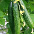 20 Seeds Fruits Cucumber Vegetables