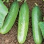 20 Seeds Fruits Cucumber Vegetables