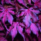 20 Seeds Purple Ghost Japanese Maple Ornamental Tree