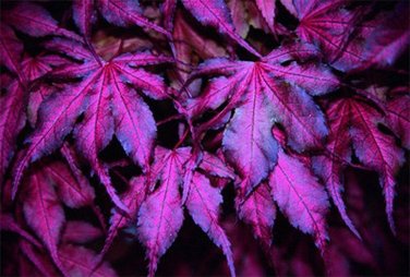 20 Seeds Purple Ghost Japanese Maple Ornamental Tree