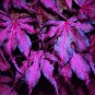 20 Seeds Purple Ghost Japanese Maple Ornamental Tree